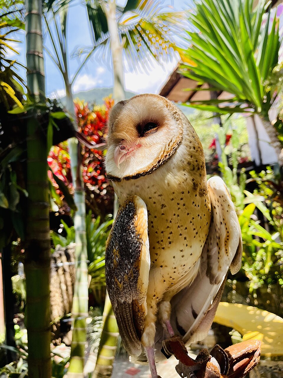 メンフクロウのしずく
