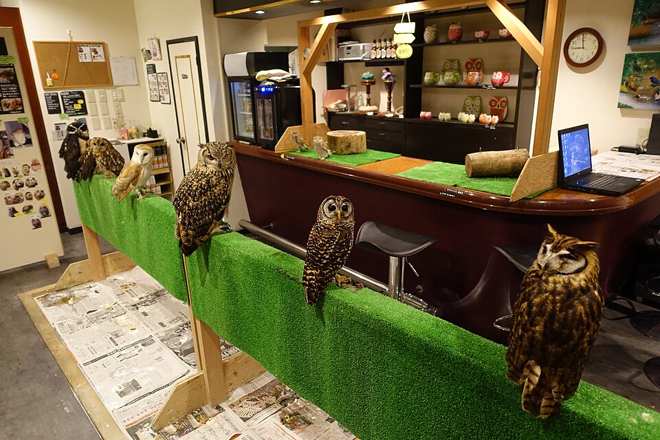 止まり木に並ぶフクロウたち