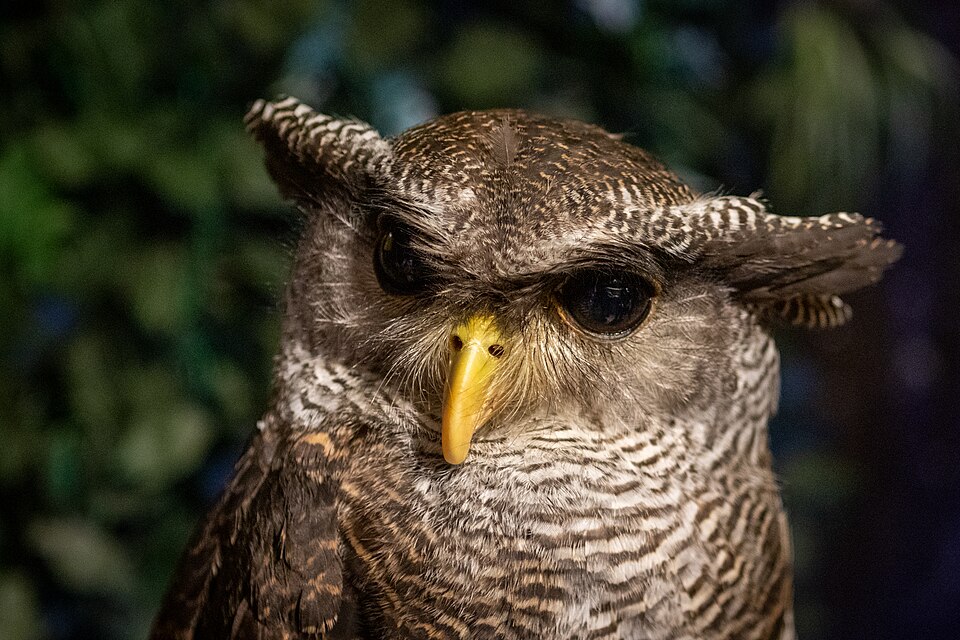 羽角のあるフクロウのまろ
